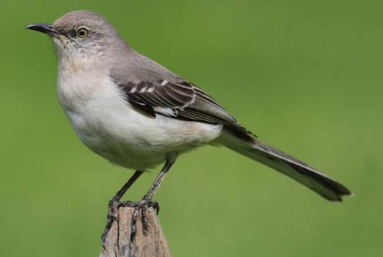 northern mockingbird