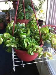 Mislabeled Hoya Is This A Rope Plant Seedling Id Help Also Unusual Plants Succulents Hindu Rope Plant