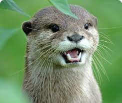 Oriental Small Clawed Otter Otters Cute Animals Otters