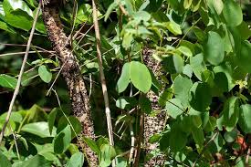 Image result for Cleistanthus schlechteri