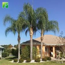 Image result for Syagrus