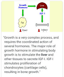 Hormones' target cells are typically farther away elsewhere in the body, and therefore must be released into the bloodstream and circulate through the whole body to reach its target cell. What Is The Target Cell Of Growth Hormone Brainly In