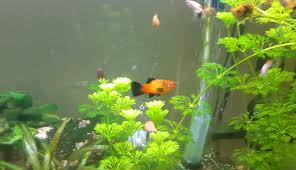 Today I Got Two Platy Fish. Both Of Them Stay On The Bottom Of The Tank And  Barely Move. What Should I Do? - Quora