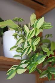 Image result for Stanfieldiella imperforata