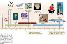 Microfilaments, also called actin filaments, are polymers of the protein actin that are part of a cell's cytoskeleton.the cytoskeleton is the network of protein filaments that extends throughout the cell, giving the cell structure and keeping organelles in place. Hillis2e Ch04