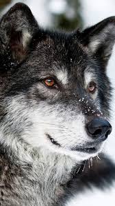 Download This Wallpaper Animal Wolf 1080x1920 For All Your Phones And Tablets Kutya Allat Farkas