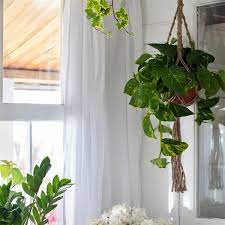 Despierta al artista que llevas dentro, pierde el miedo a explorar con ellas en lugares atípicos ¡y sorpréndete con cada resultado obtenido! Plantas Colgantes Ideas Para Decorar Dentro Y Fuera De Casa Con Shopping
