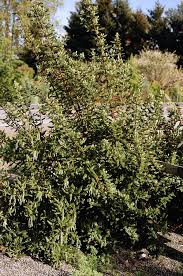 Image result for Cyphia lasiandra