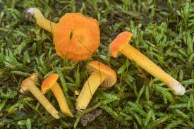 Image result for Mimulopsis champluvierae