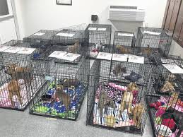 Cat rescue / cat shelters. Humane Society Of Delaware County Receives 41 Puppies From Texas Delaware Gazette