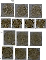 Image result for Grewia glandulosa