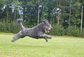 Pumi Jpg 2048 1395 Pumi Hunde Haushund