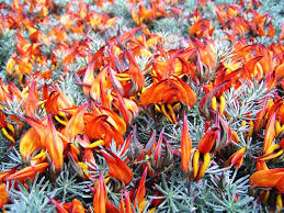 Image result for Lotus berthelotii