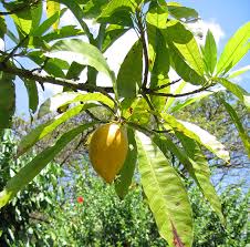 Image result for Pouteria