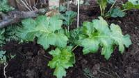 Image result for Acanthus mayaccanus