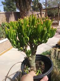 Pin By Jlovesmac Jlili On Angy In 2021 Crassula Ovata Large Succulent Plants Plants