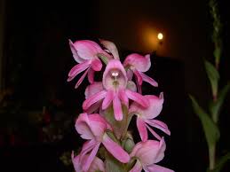 Image result for Satyrium sceptrum