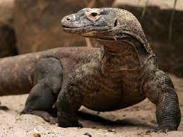 Każdy mebel przerobimy lub odnowimy tak, aby zaspokoić oczekiwania odbiorców. Waran Z Komodo Szukaj W Google Waran Komodo Komodowaran