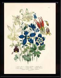 Botanical Print Loudon Flower 8x10 Botanical Art Print 64 Beautiful Blue Antique Aquilegia Skinneri Flowers Gard Botanical Art Botanical Prints 8x10 Art Prints