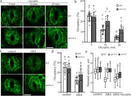 Oriented cell divisions are signicant in plant morphogenesis because plant cells are embedded in cell walls and cannot relocate. The E3 Ligase Mrel57 Modulates Microtubule Stability And Stomatal Closure In Response To Aba Nature Communications