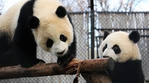 At eight months old, toronto zoo panda cubs starting to. Everything You Want To Know About The Calgary Zoo Giant Pandas Ama