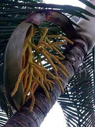 Image result for Duosperma fimbriatum