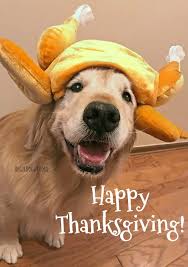 Check spelling or type a new query. 110 Golden Retrievers In Costume Ideas Golden Retriever Dogs Golden Retriever Retriever