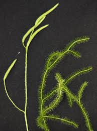 Image result for Huperzia afromontana