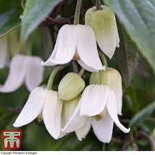 Maybe you would like to learn more about one of these? Clematis Urophylla Winter Beauty Plants Thompson Morgan
