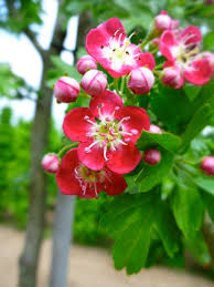 Hawthorn is used extensively across europe as a hedging plant and for field boundaries. Crataegus Laevigata Crimson Cloud Crimson Cloud Hawthorn Ebert S Greenhouse