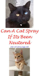 Cleaning Cat Pee Baking Soda Cat Spray Cat Urine Smells Male Cat Spraying
