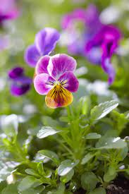 Pin On Garden Tips
