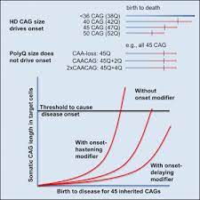 Cag Repeat Not Polyglutamine Length Determines Timing Of Huntington S Disease Onset Sciencedirect