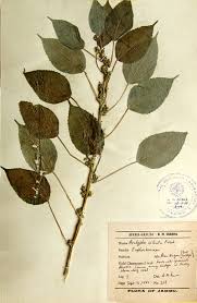 Image result for Acalypha ciliata