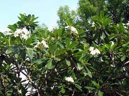 White flower embrocation is a topical pain remedy that brings soothing relief for. Common Blooms Around The City Philippine Observers