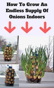 Ingeniousplanet Com Indoor Vegetable Gardening Growing Onions Edible Garden