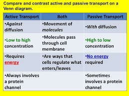 Passive And Active Transport Venn Diagram Kozen