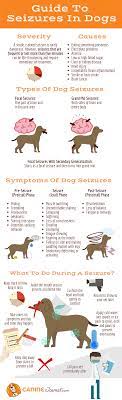 Dog Seizures Causes Symptoms And Treatments Caninejournal Com