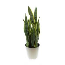 We want to demonstrate that at ikea, sustainability and affordability go hand in hand & make great solutions accessible for the many. House Plants Indoor Plants The Home Depot
