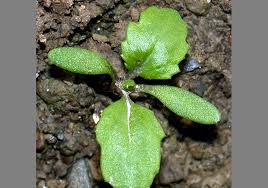 Image result for Synadenium angolense