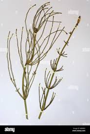 Image result for Equisetum ramosissimum