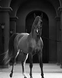 Who Likes Black And White Credit Monchevalenvideo Beautiful Arabian Horses Black Arabian Horse Pretty Horses