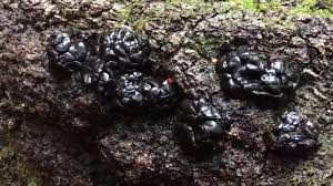 More images for black witches butter » Wortcunning Black Witches Butter Exidia Glandulosa Youtube