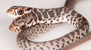 Get it as soon as tue, aug 17. Florida Family S Cat Brings Home Rare Two Headed Snake Leaves Netizens Curious Trending News The Indian Express
