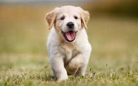 Are Golden Retrievers the cutest breed ...