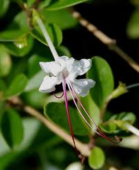 Image result for Volkameria