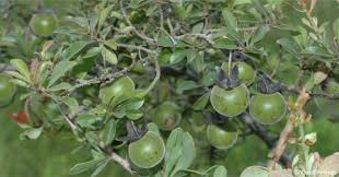 Image result for Diospyros mafiensis