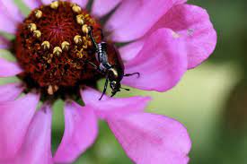 Beat All The Beetles And Keep Your Plants Safe Wtop Japanese Beetle Grubs Japanese Beetles Home Lawn Ideas