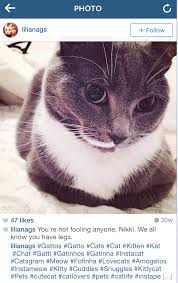 Top cats hashtags are widely discussed on instagram that helps you in grabbing the attention of your targeted audience as well as an increase in the number of professional people are keen to add cats instagram hashtags with their posts because they want to grow an organic following on instagram. Instagram Cat Captions Chastity Captions