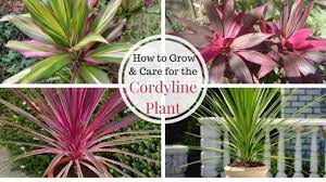 Cordyline Growing And Caring For The Hawaiian Ti Plant Home Gardeners
